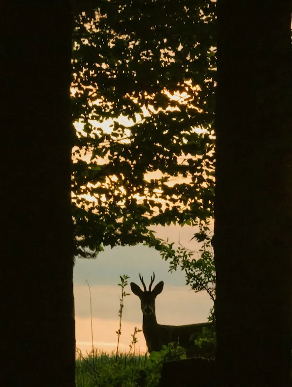 Chevreuil dans un bois